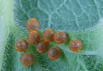 Pipevine Swallowtail - eggs